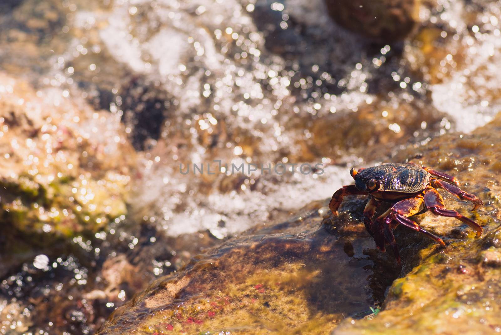 Wet sea crab on the stone on a sunny summer day by skrotov