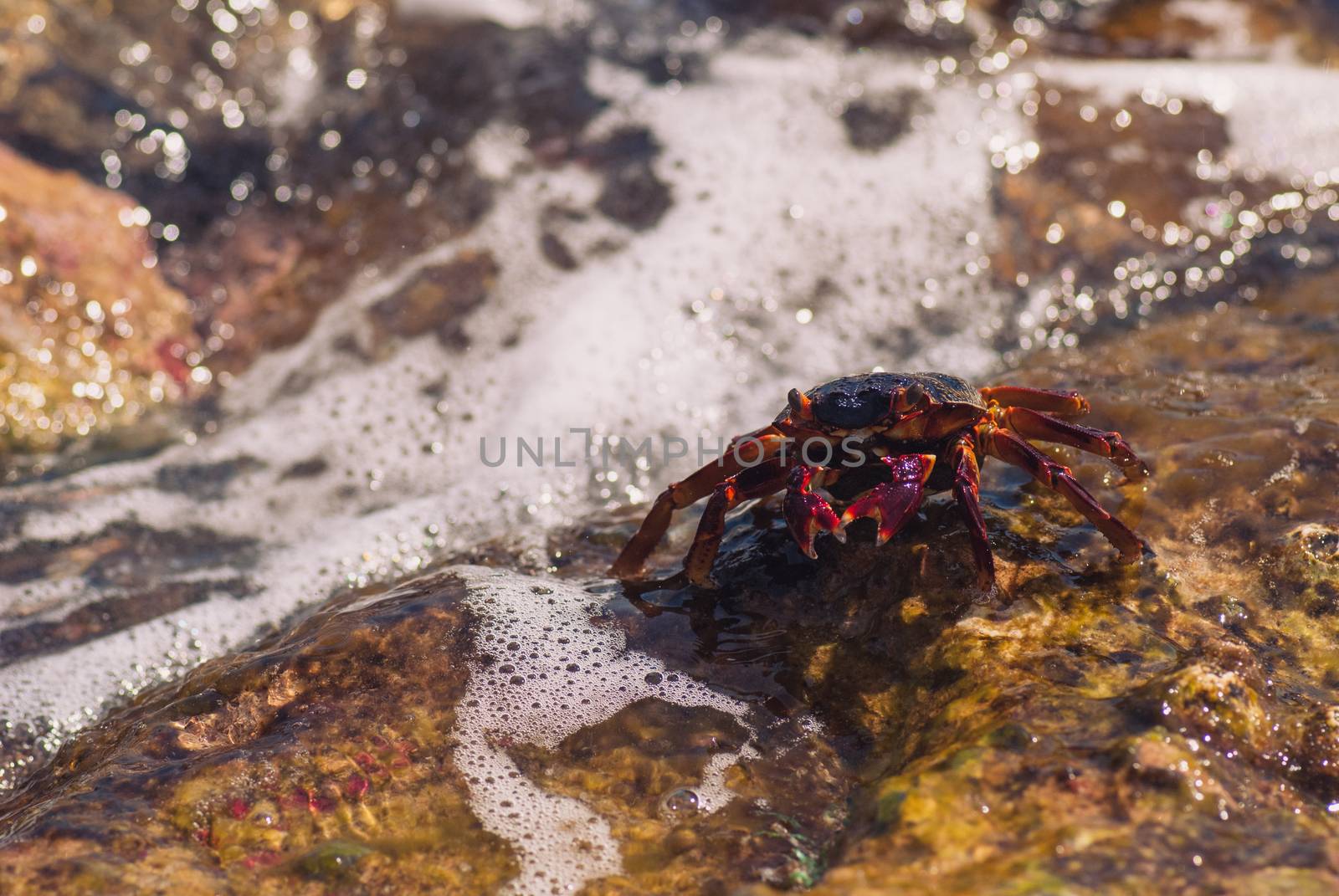 Wet sea crab on the stone on a sunny summer day.