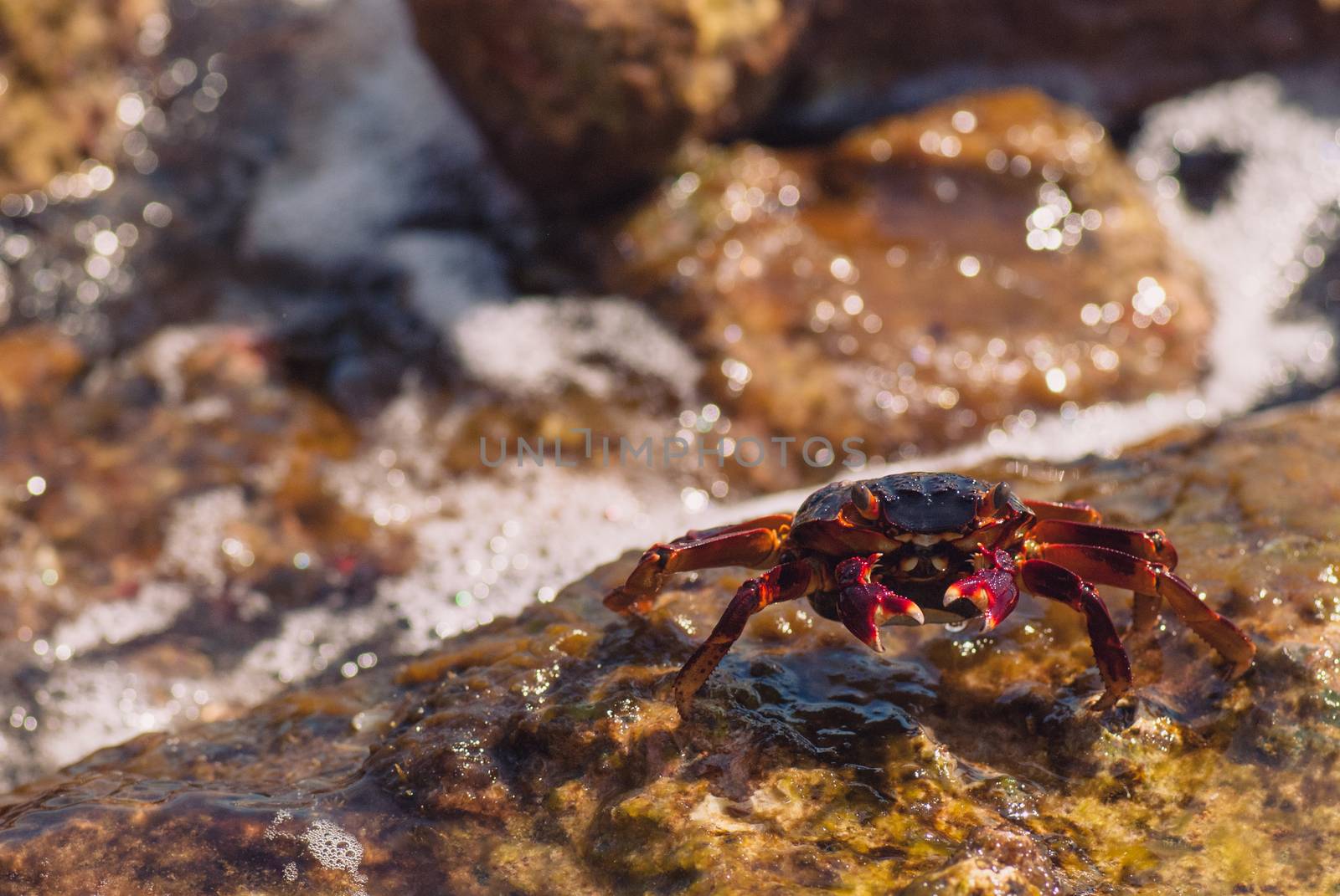 Wet sea crab on the stone on a sunny summer day.