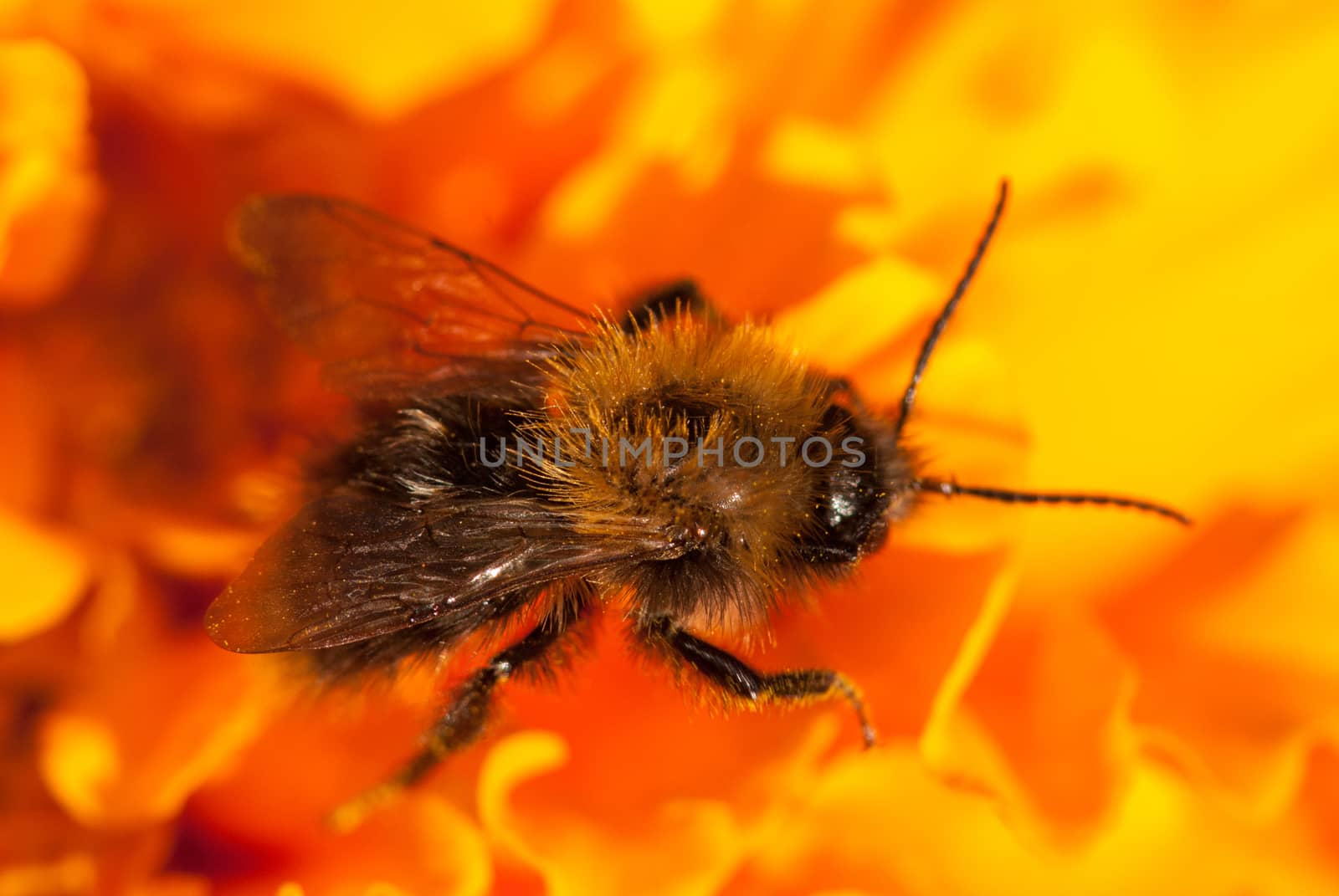 bee on the orange flower. with copyspace