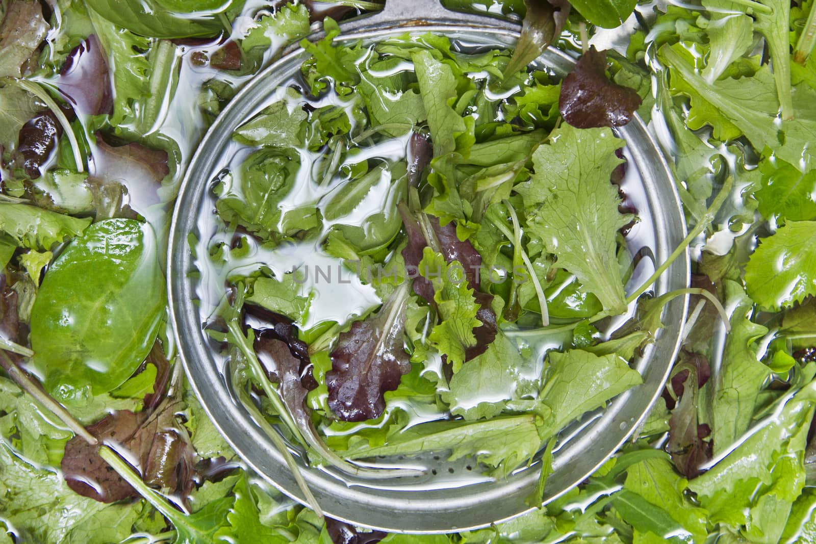 Wash the salad greens  by fotografiche.eu