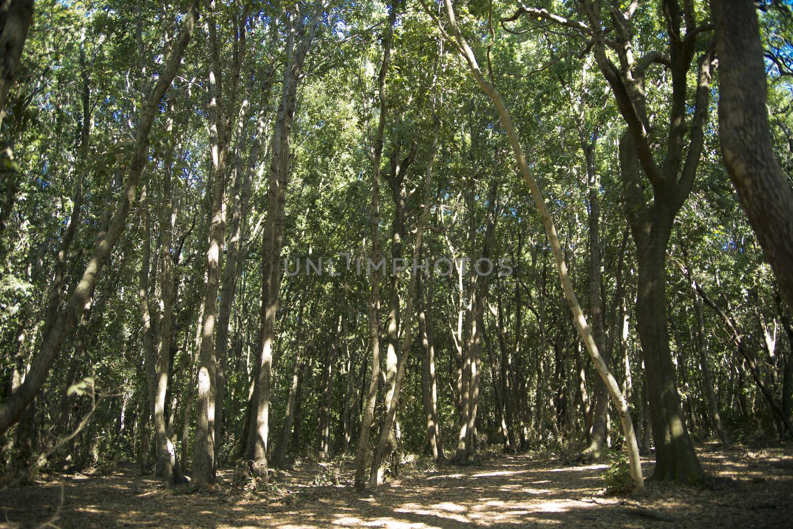 Dense Forest of Shrubs on the Mediterranean Coast