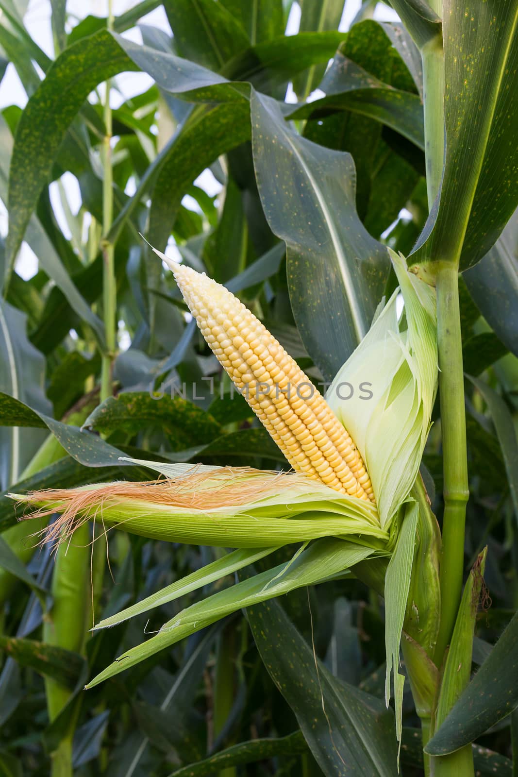 Close up corn on the stalk in the field