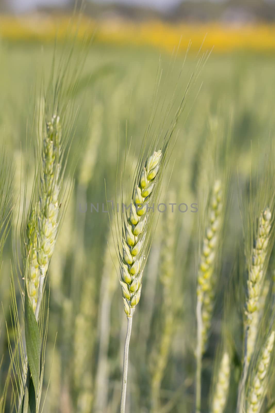 close up image of  green barley corns growing in a field