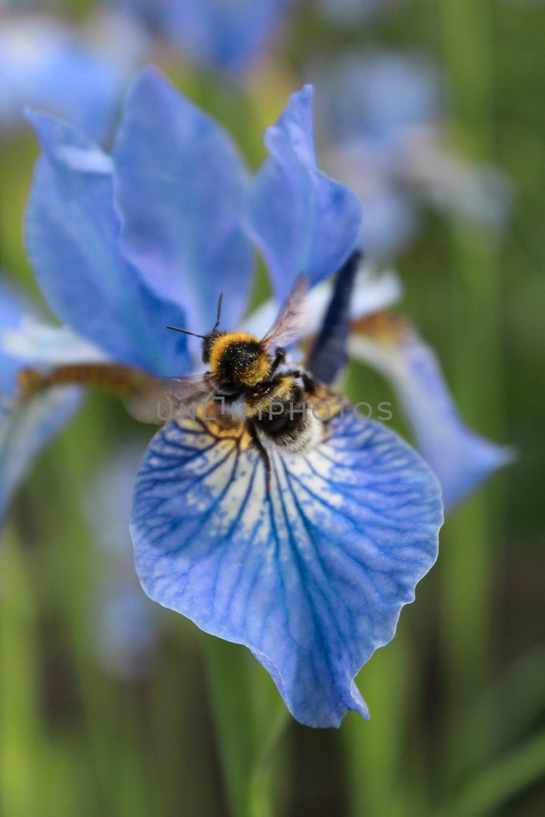bumblebee and blue Iris close up by tonycanonfodder