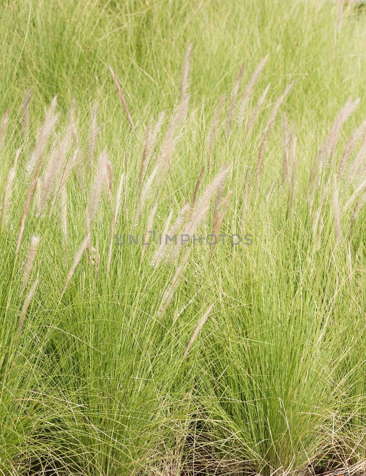 Imperata cylindrica Beauv of Feather grass in garden  by stoonn