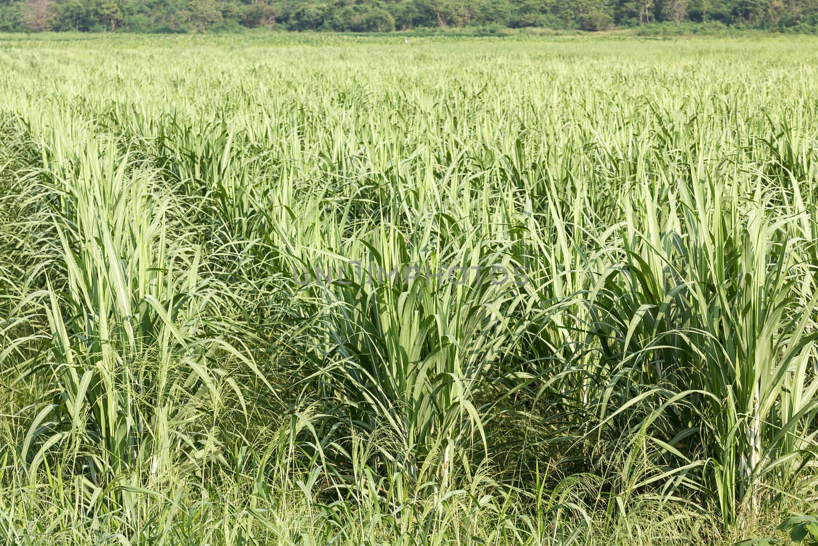 Sugarcane as early growth field in rural