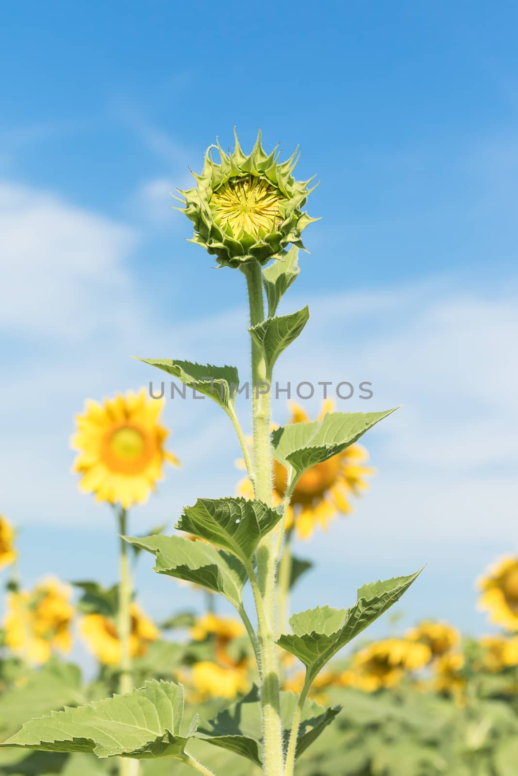 Close up Sunflower growth and blooming in field