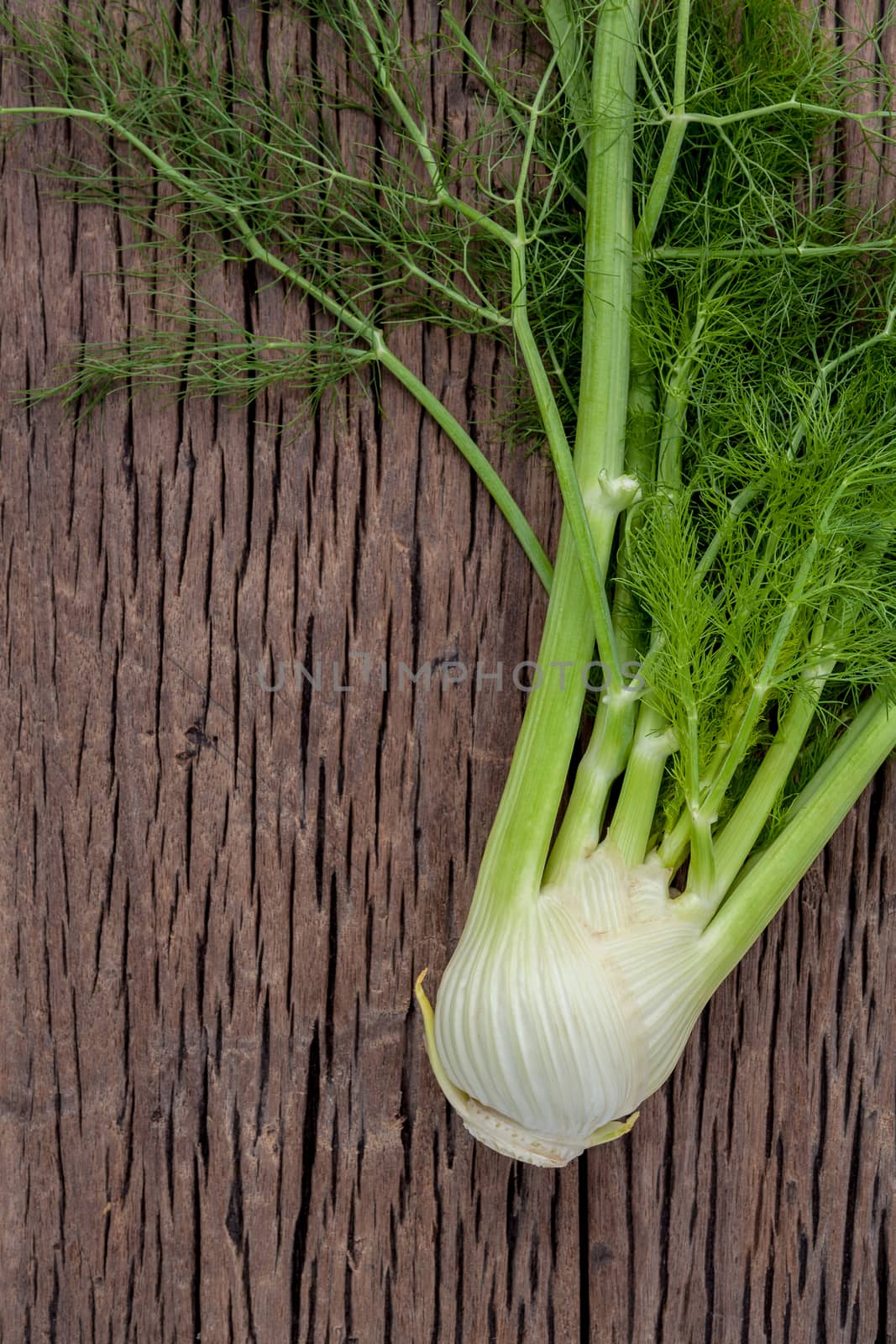 Fresh organic fennel bulbs for culinary purposes on wooden backg by kerdkanno