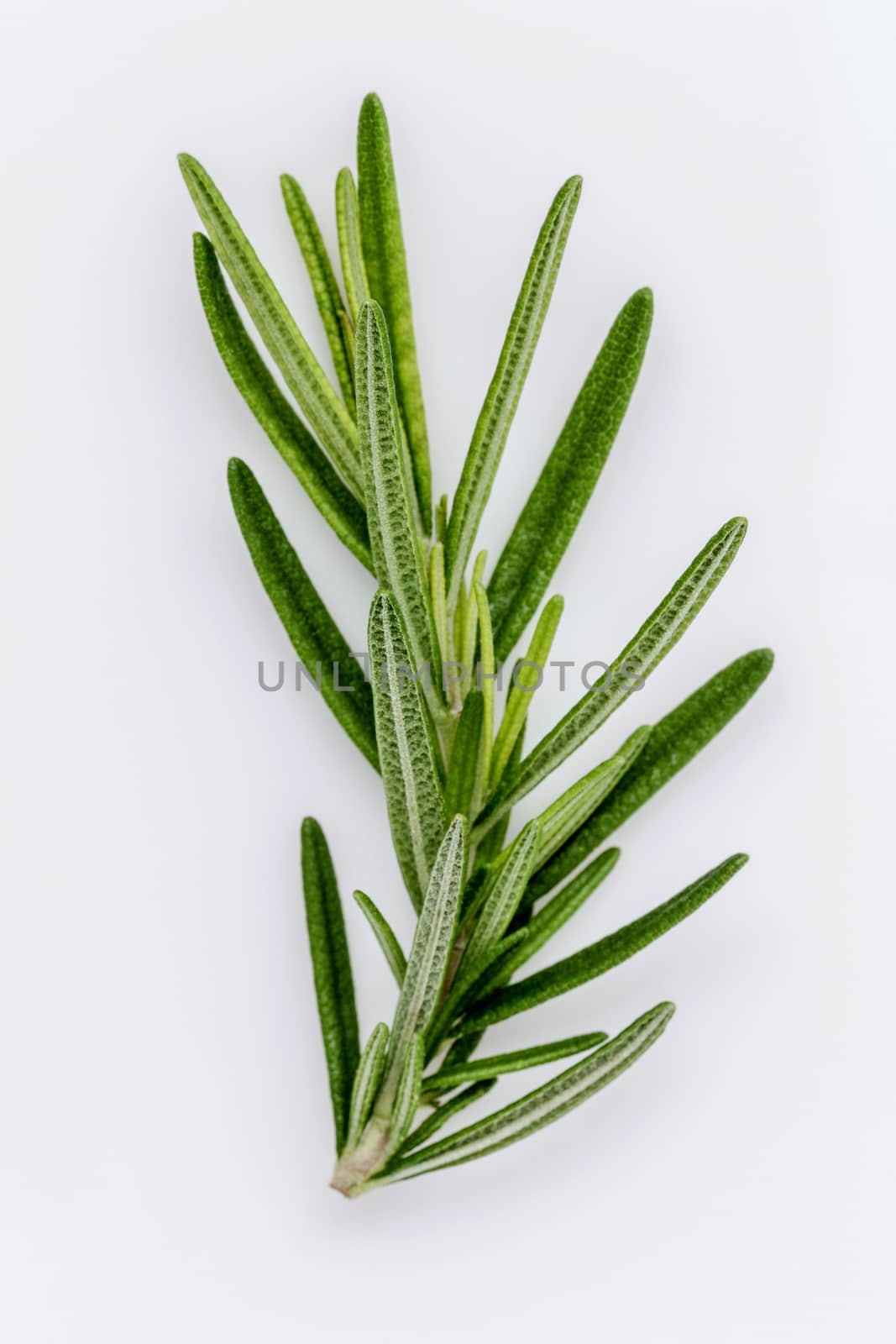 Branch of fresh rosemary  isolated on white background.