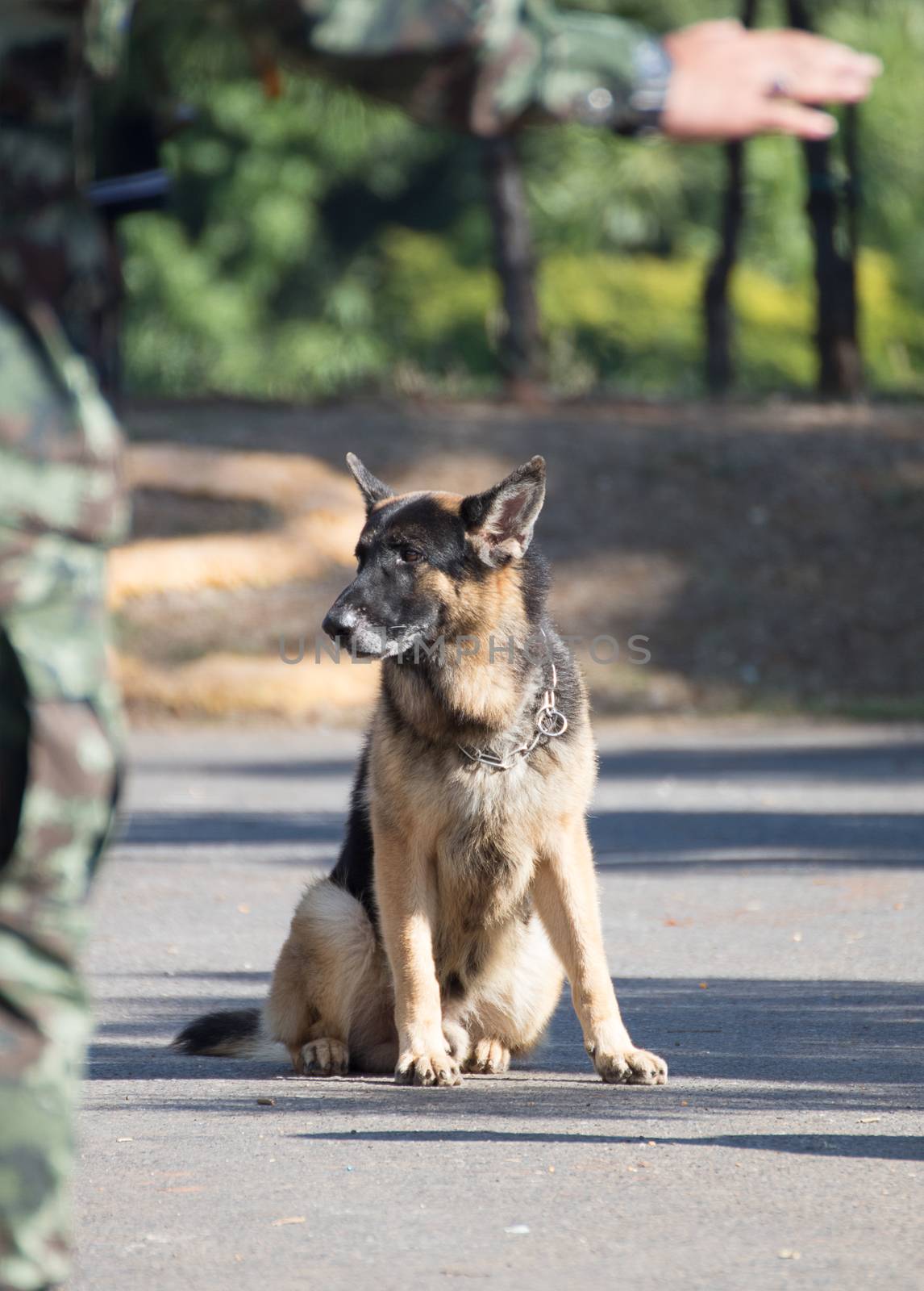 Army Soldier with dog, Training dogs of war