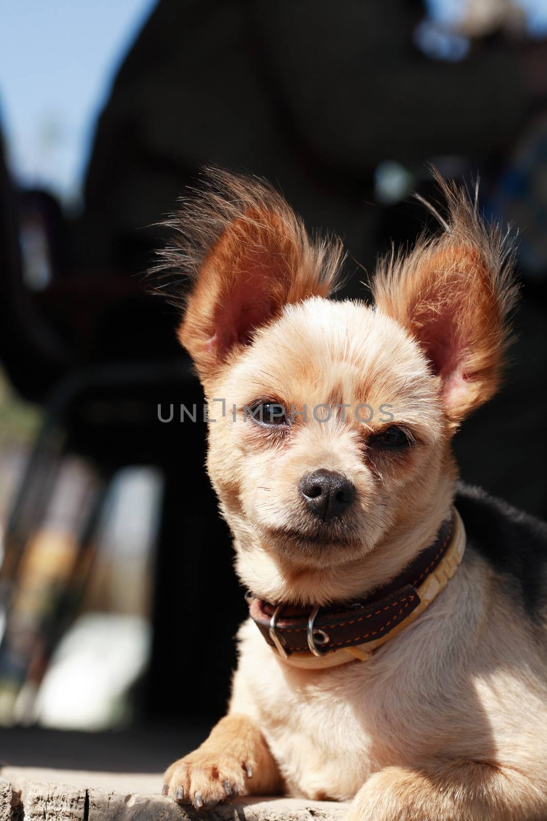 Small funny dog in collar looking to camera