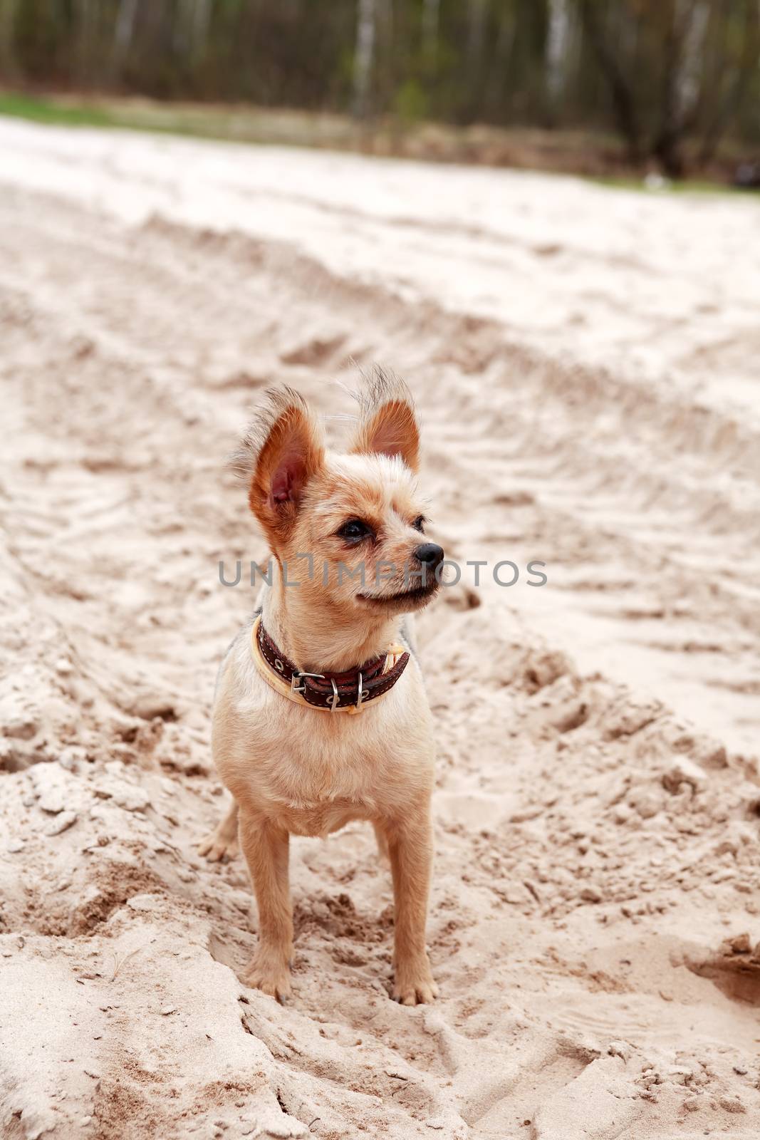 Small funny dog in collar on sand country road