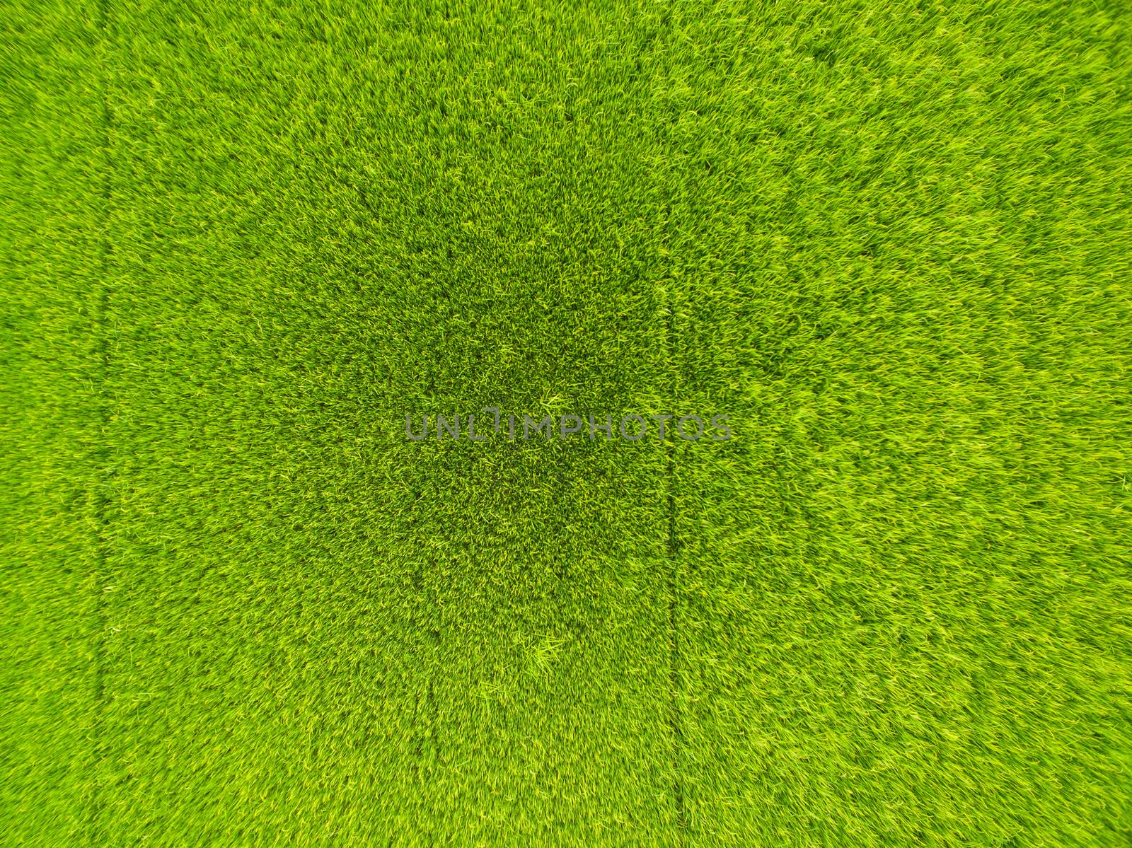 aerial view of rice, fields agricultural landscape of Asia thailand, top and birdeyes view shot 90 degree