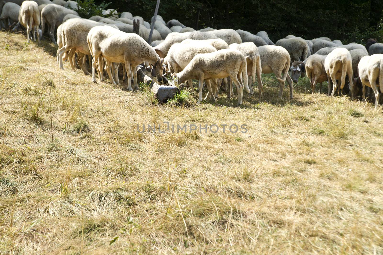 A flock of sheep grazing on a meadow in the mountains
