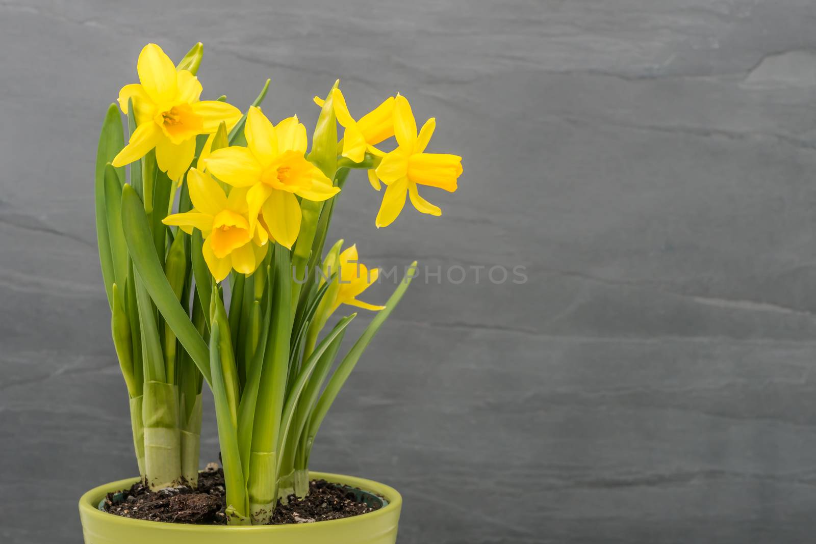 Yellow daffodils in a pot against a gray slate background.