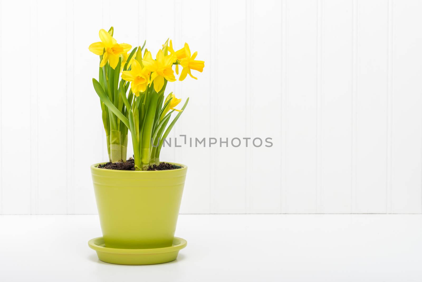 Spring Flowers by billberryphotography