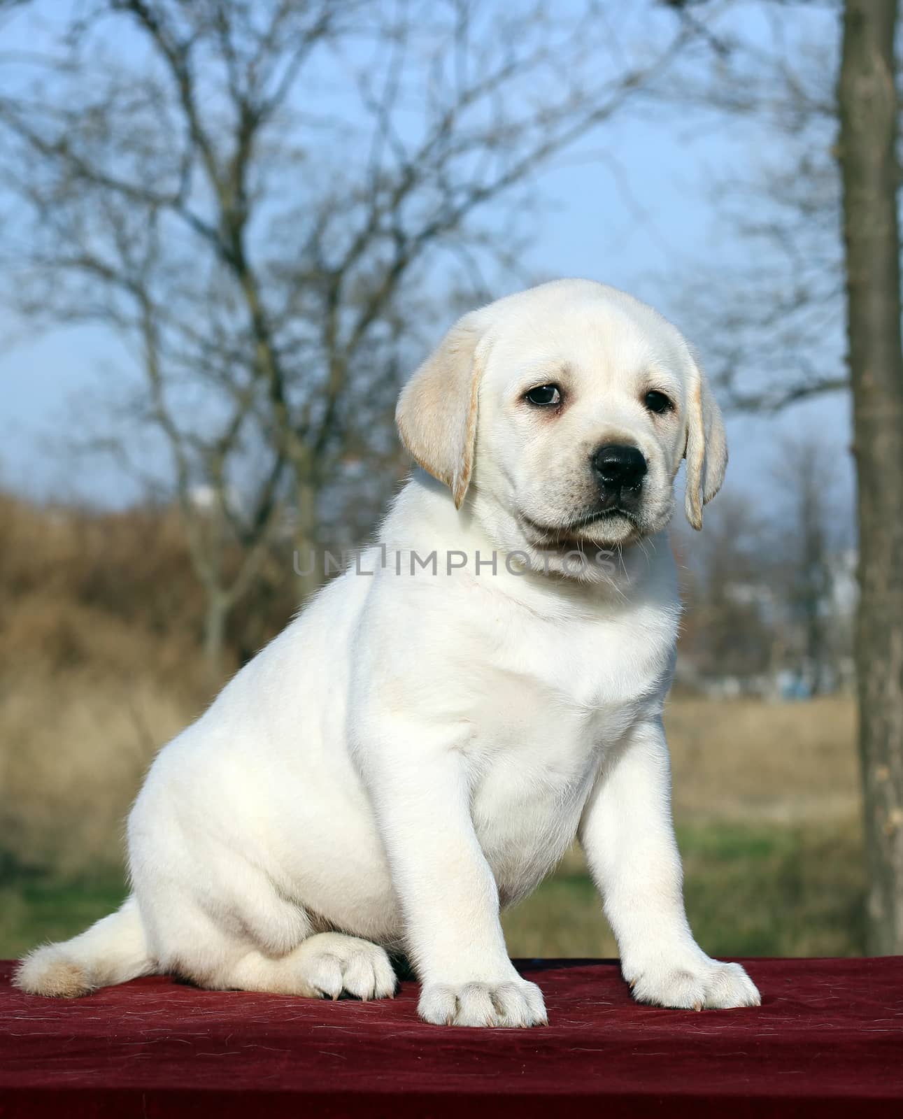 a yellow nice happy labrador puppy on red