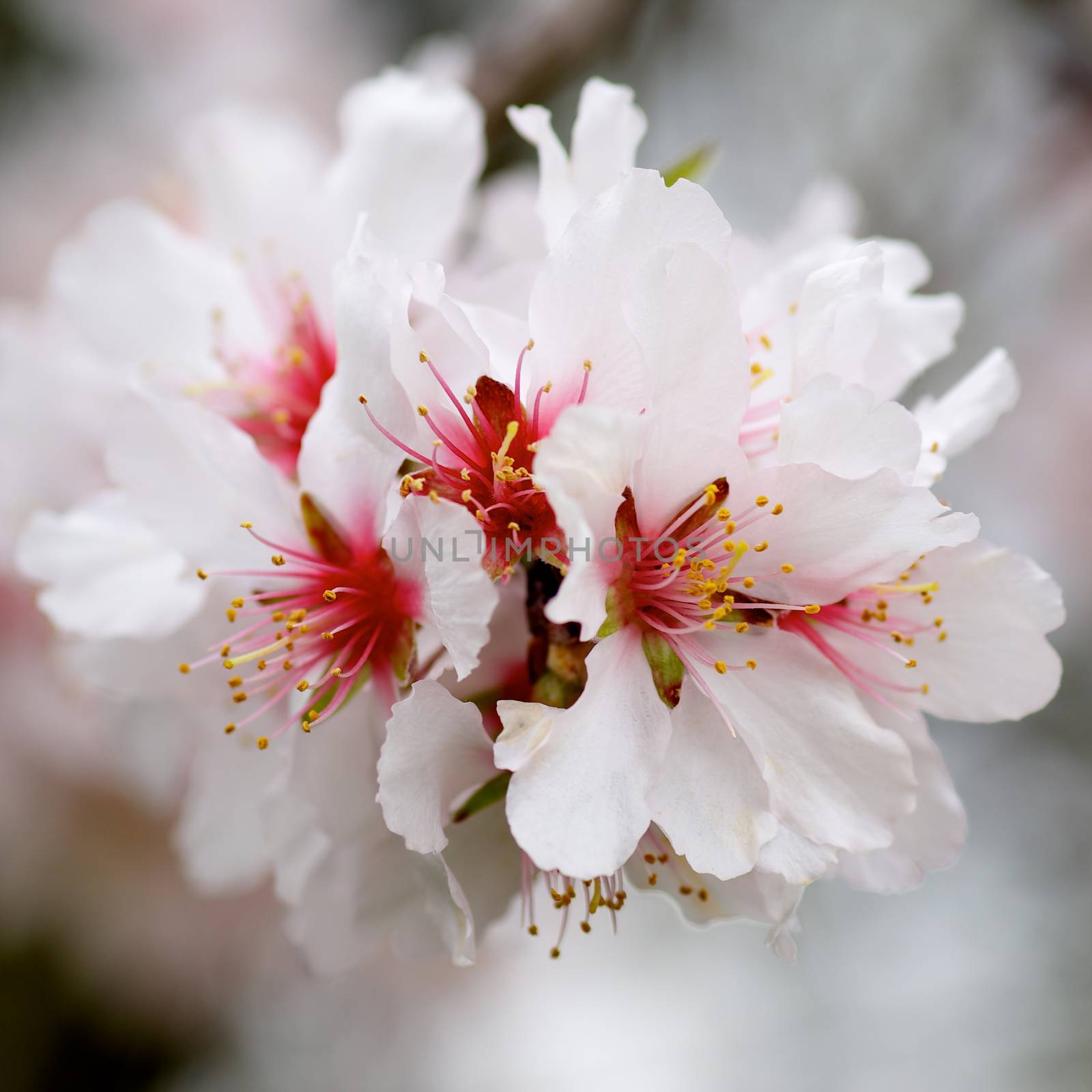 Beauty White and Red Cherry Blossoms on Blurred Cherry Tree Branches closeup. Focus on Pistil with Pollen