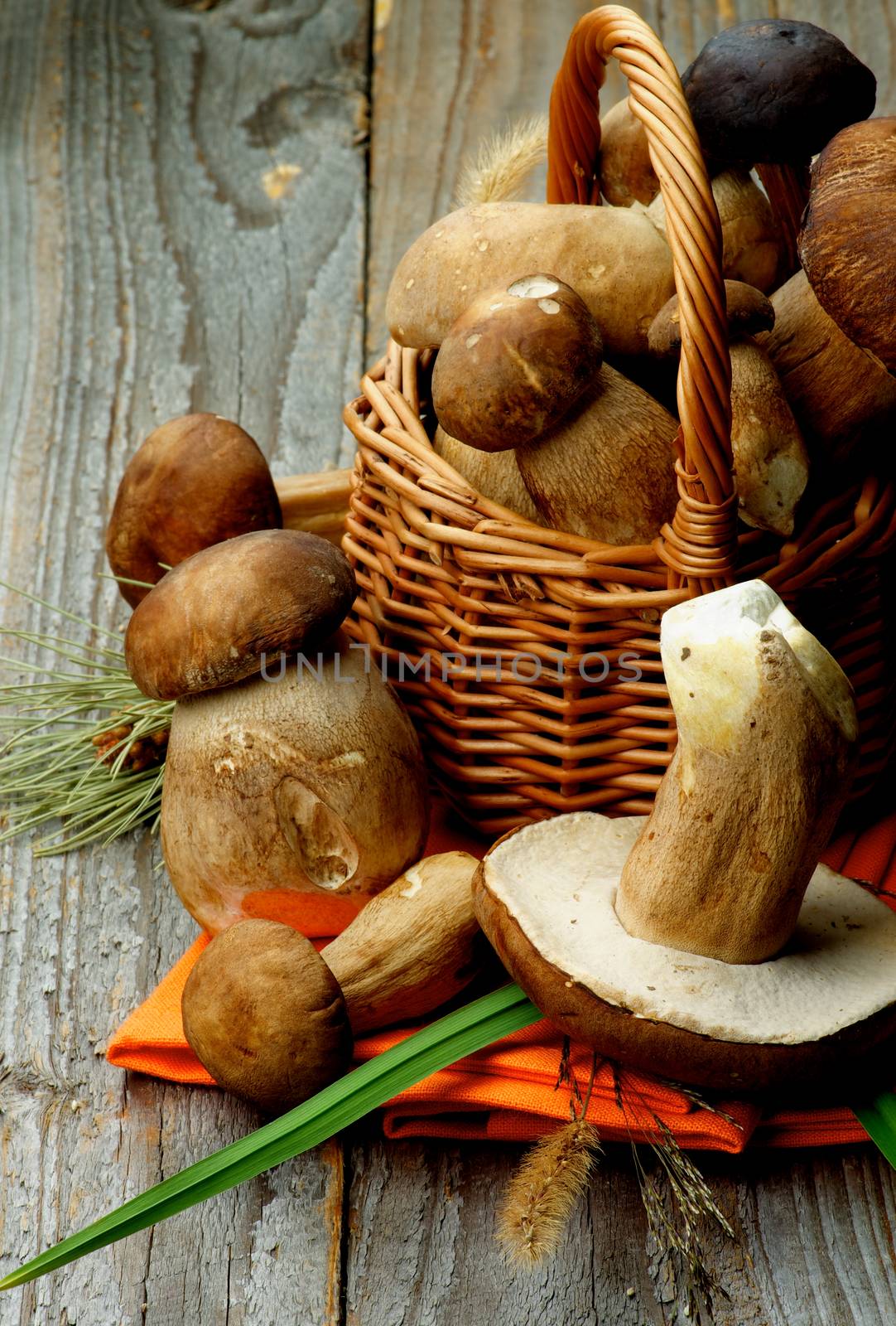 Heap of Fresh Raw Boletus and Porcini Mushrooms with Dry Stems and Grass in Wicker Basket on Orange Napkin closeup on Rustic Wooden background