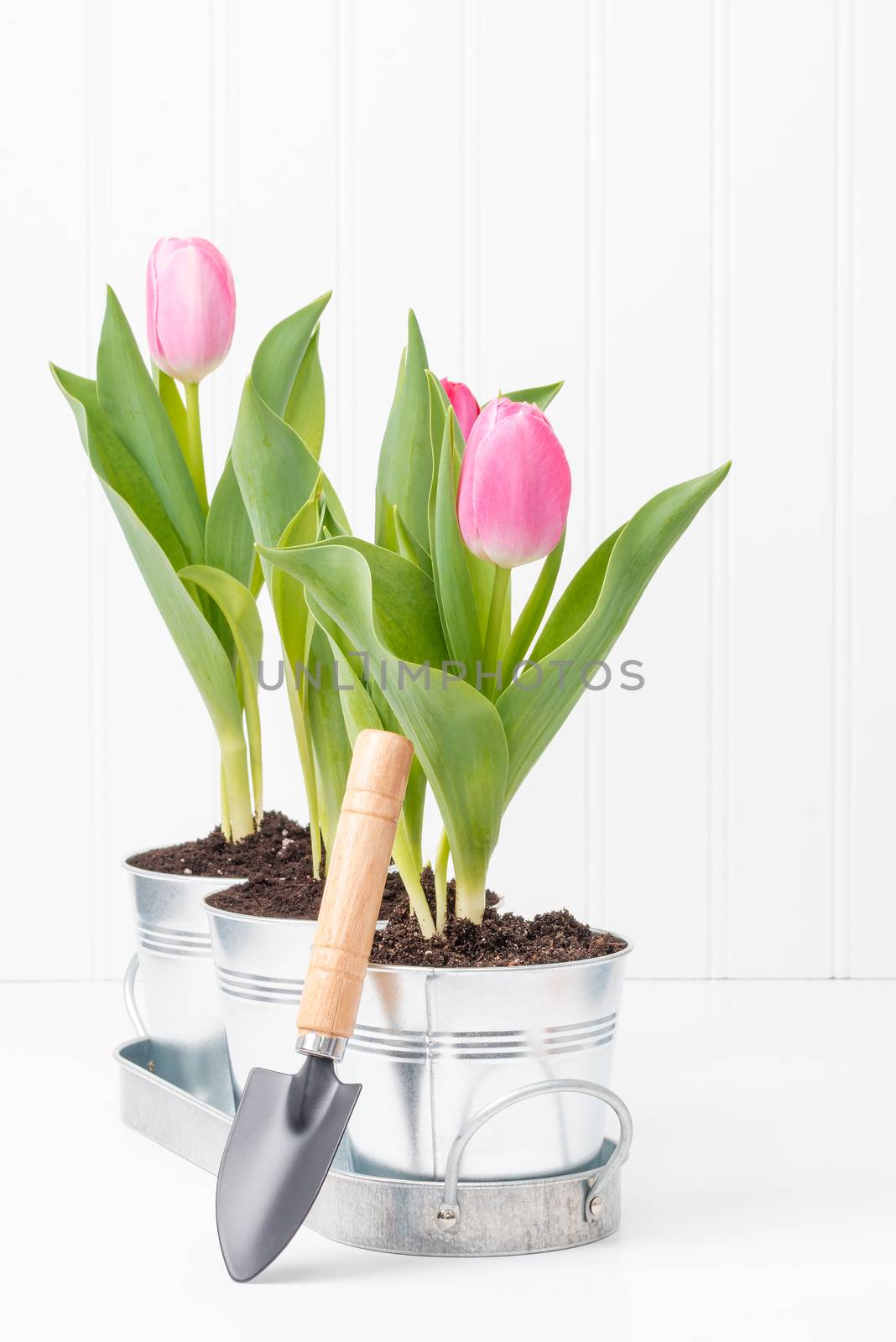 Potted Tulips and Spade by billberryphotography