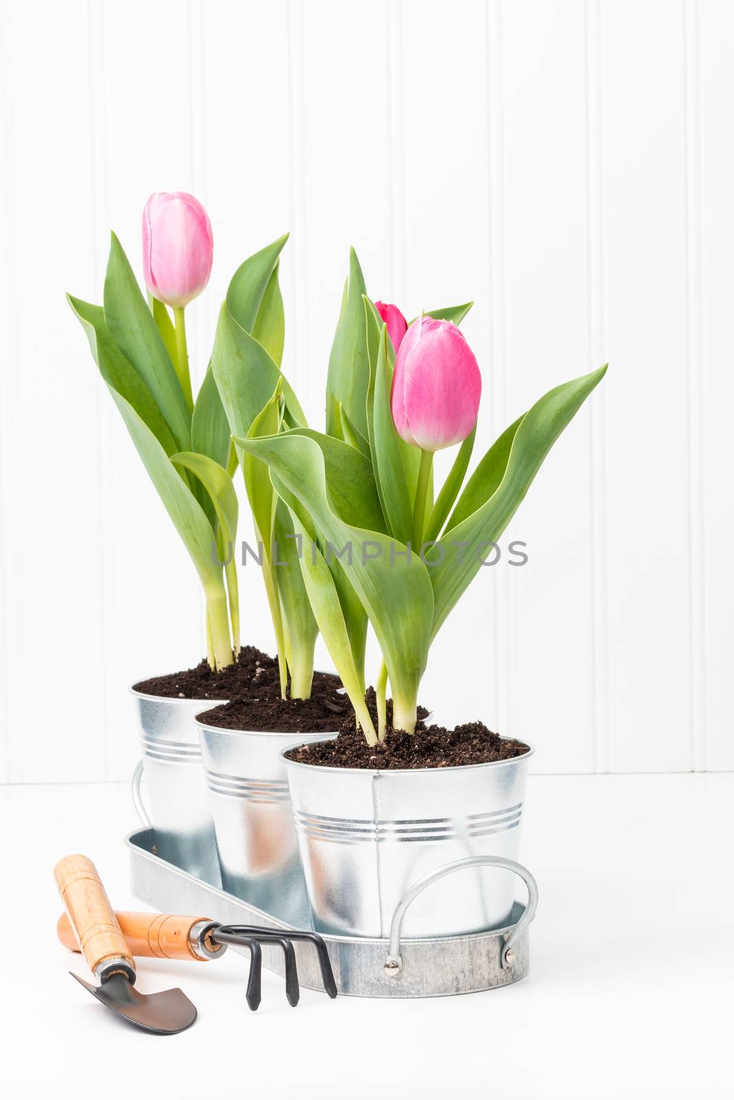 Thre potted pink tulips with gardening tools.