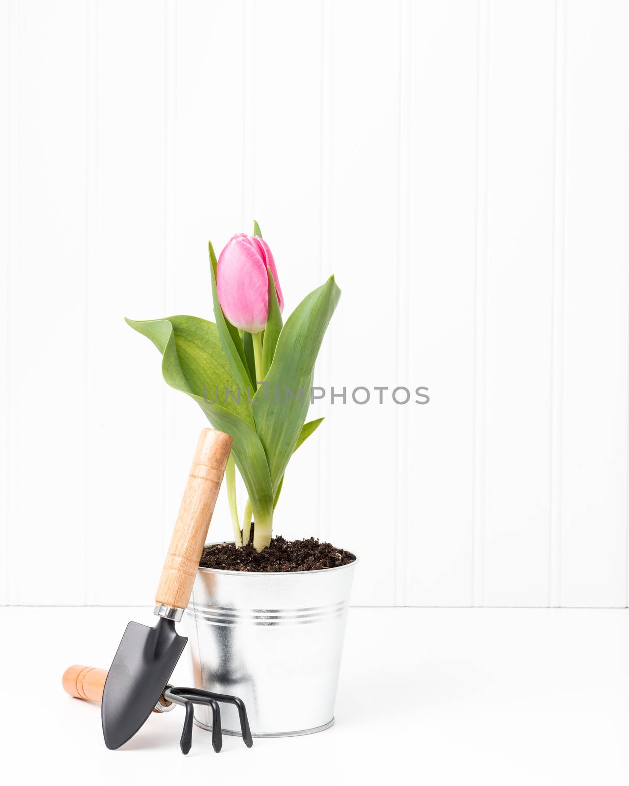 Single pink potted tulip with a small spade.