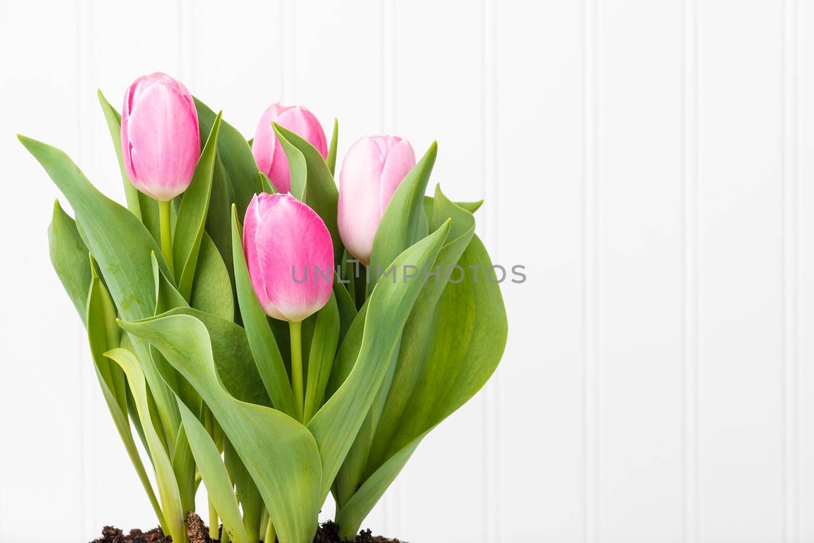 Arrangement of vibrant pink tulips with ample copy space.