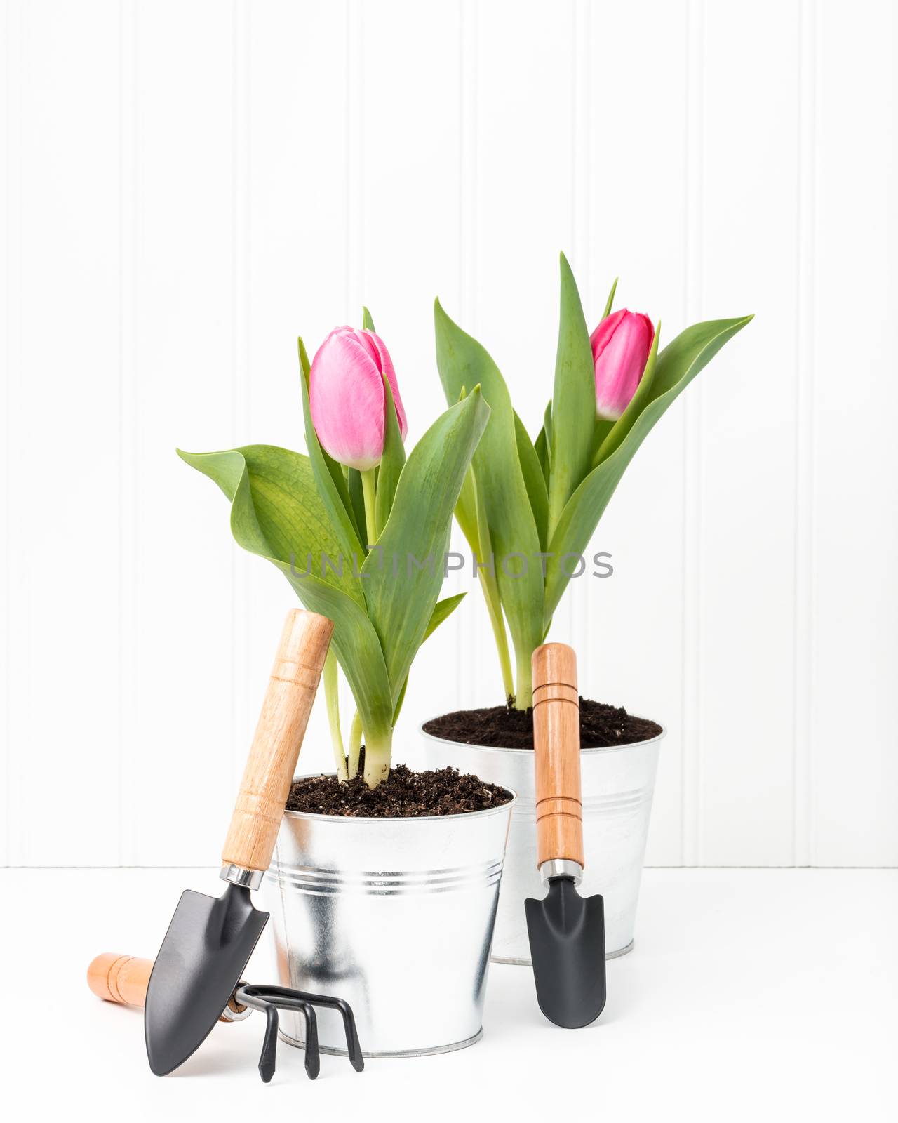 Two potted pink tulips with a variety of small garden tools.