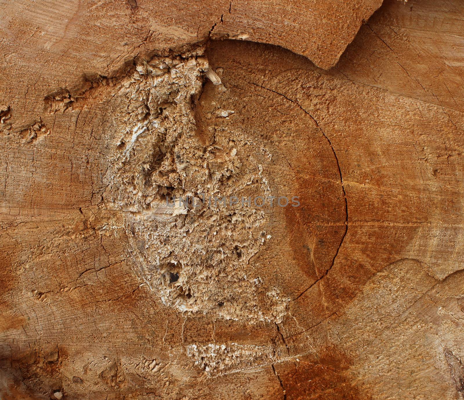 Texture saw cut the old tree in the reconstruction of the city park Gatchina Leningrad Region, Russia.