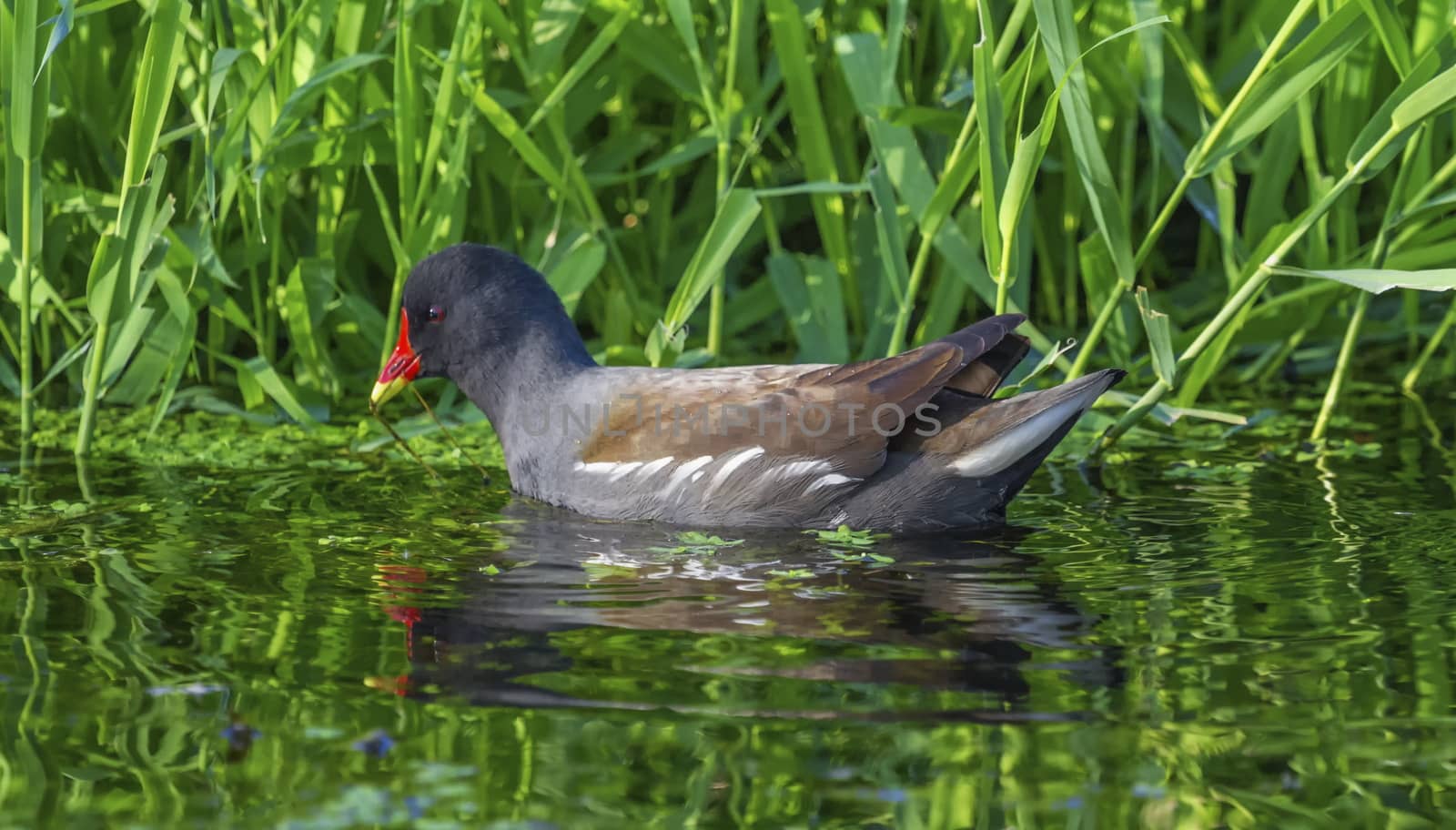 Common moorhen or swamp chicken, gallinula chloropus by Elenaphotos21