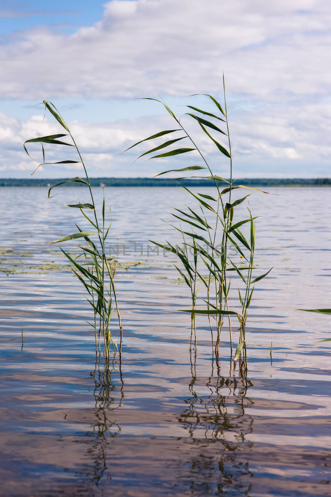 Beautiful summer lake, reeds in the foreground , on  background of forest and sky. Vertical image by skrotov