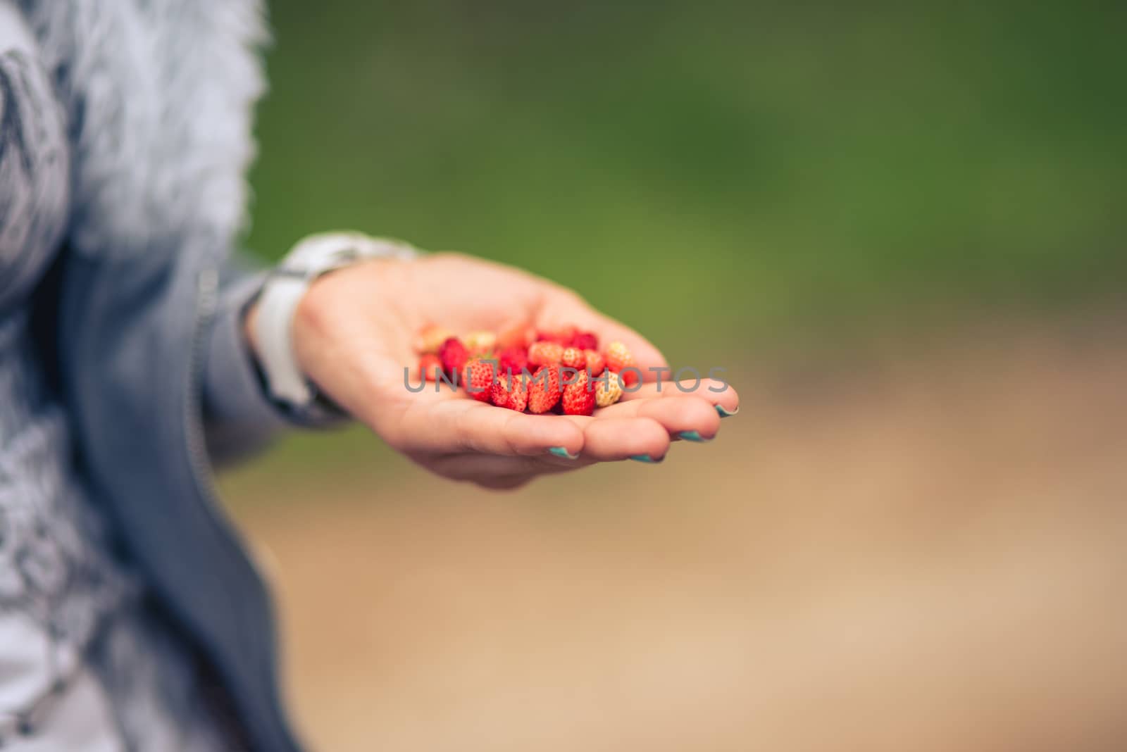 female hand holding a strawberry against blurred green background by skrotov