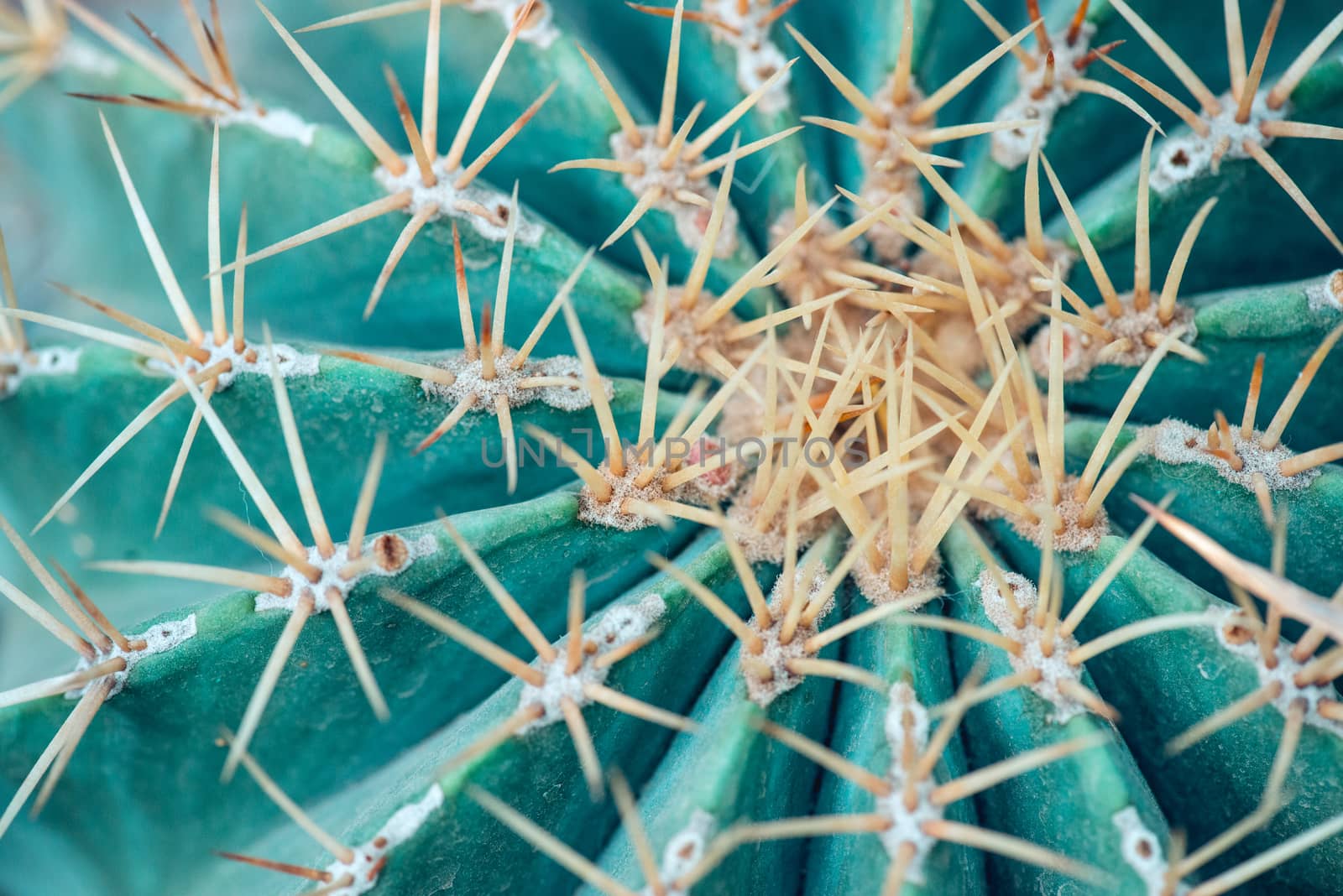 Cose up of globe shaped cactus with long thorns.  Top view