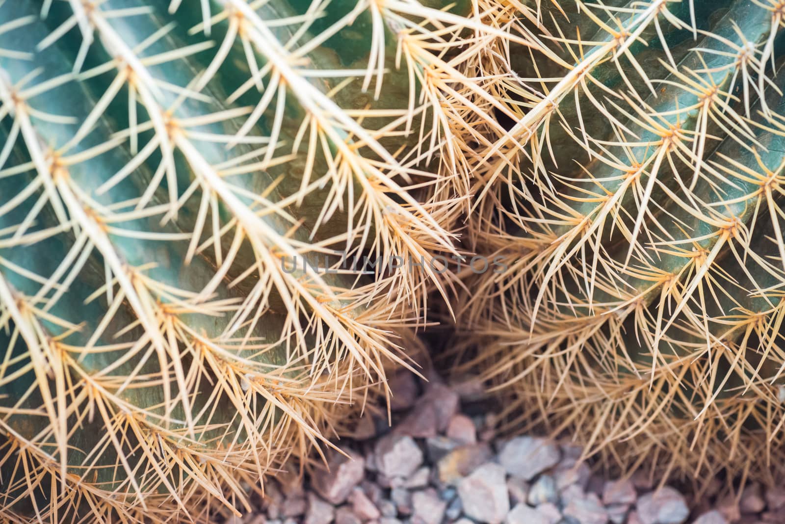 Cose up of two cactuces with long thorns. .  Top view