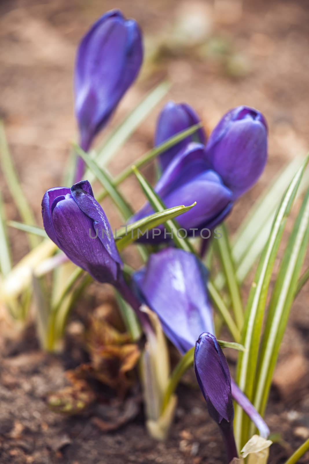 purple crocuses in spring day. side view