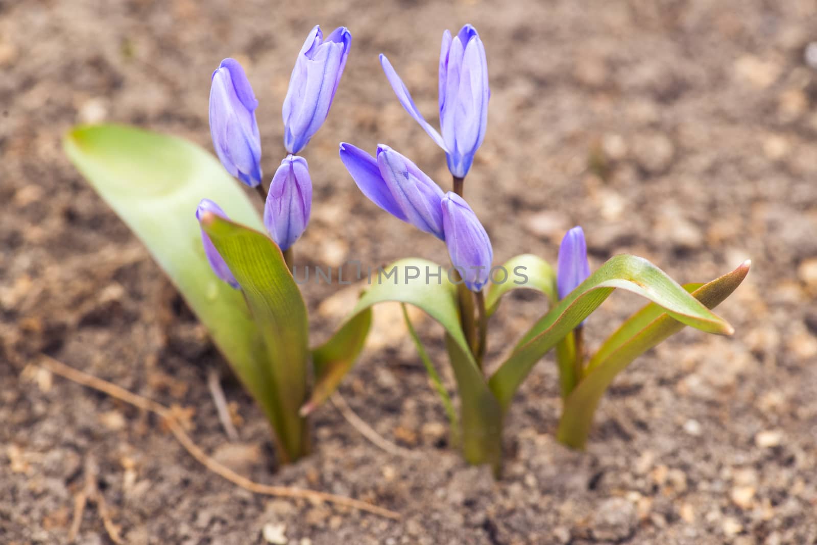 purple crocuses in spring day. side view