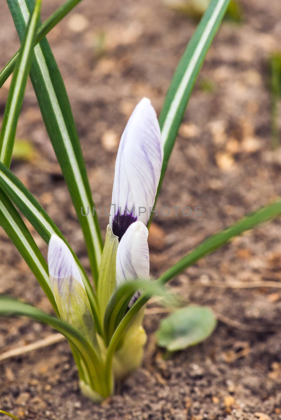 purple crocuses in spring day, side view by skrotov