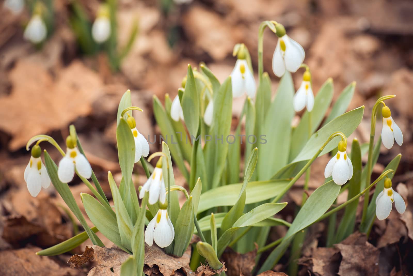 showdrop flowers in the forest. Spring theme