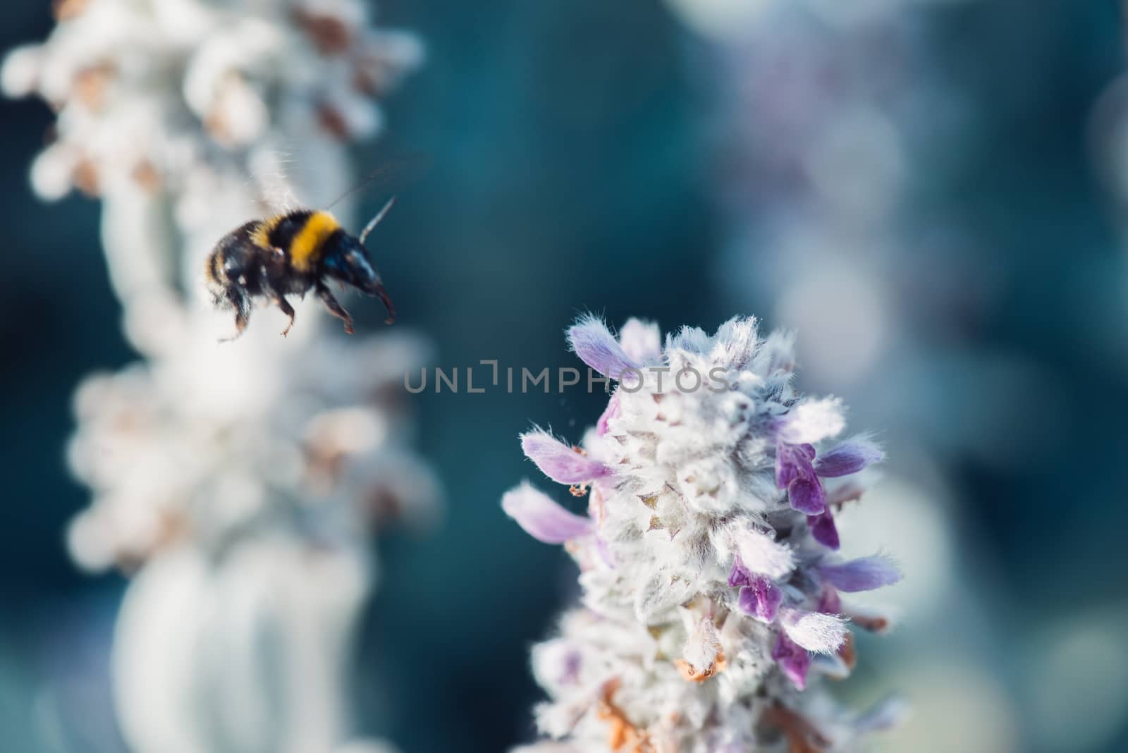 macro shot of flying bumblebee collecting pollen from a flower.  with copyspace