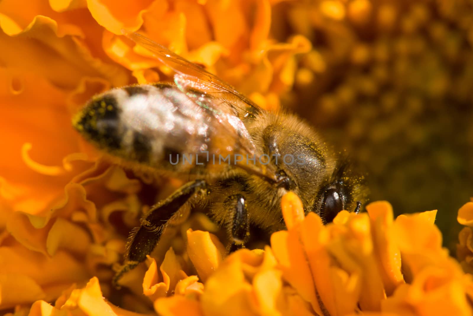 bee on the orange flower. with copyspace