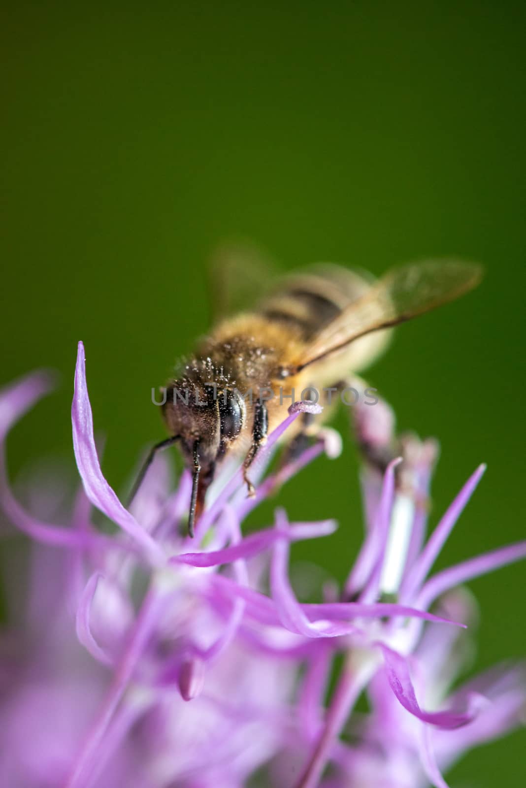 bee on the violet flower. with copyspace