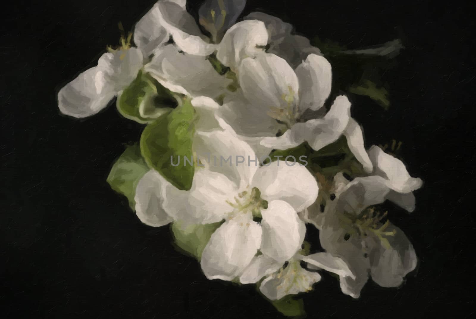 beautiful painted apple blossom tree on black background. 