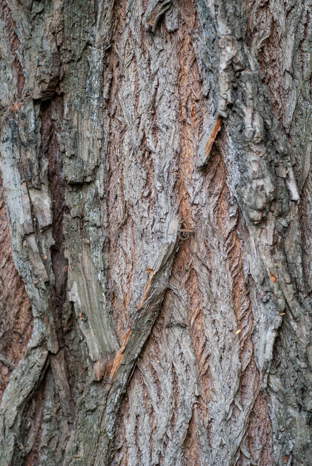 Old Wood Tree Texture Background Pattern. Vertical image.