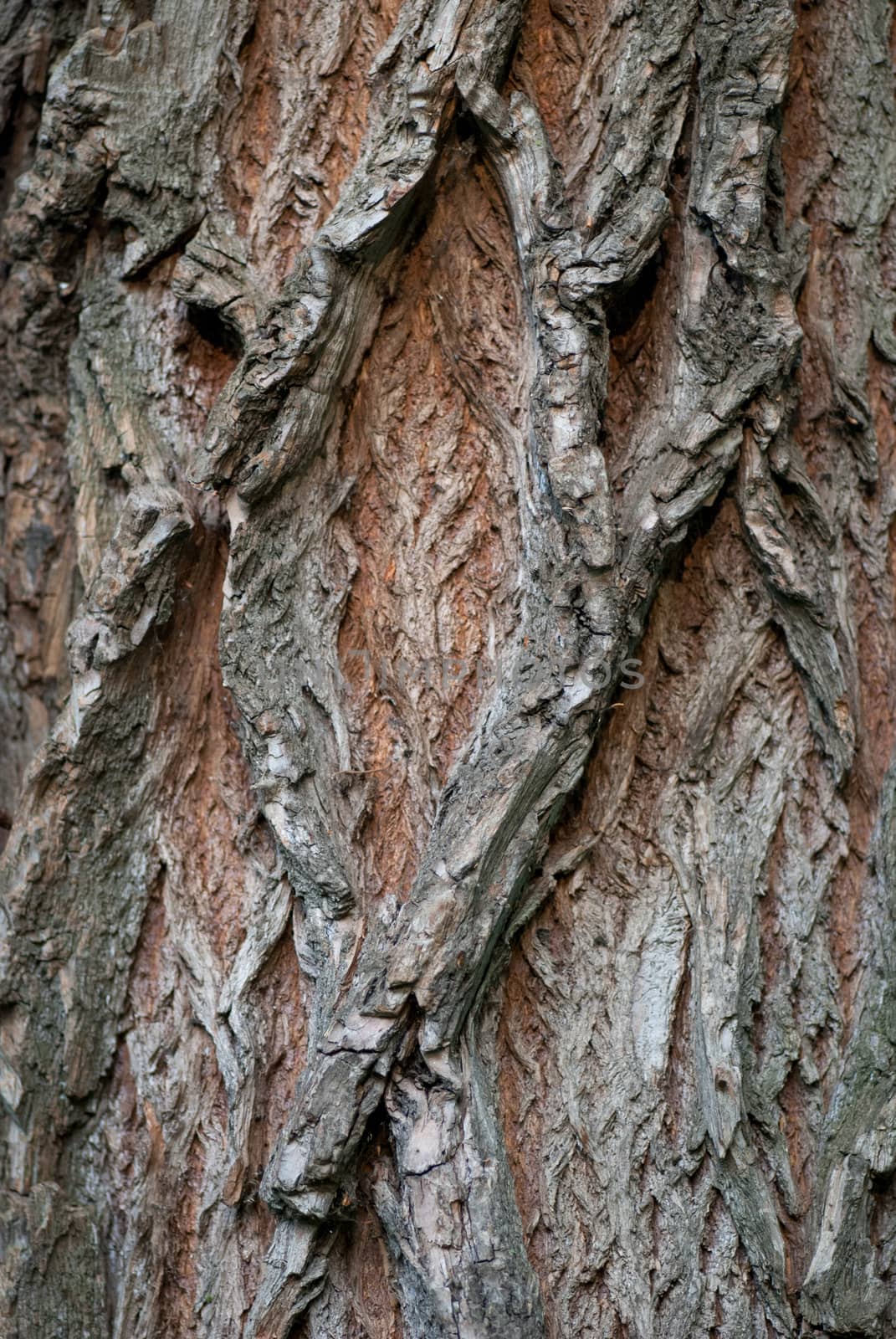 Old Wood Tree Texture Background Pattern. Vertical image by skrotov