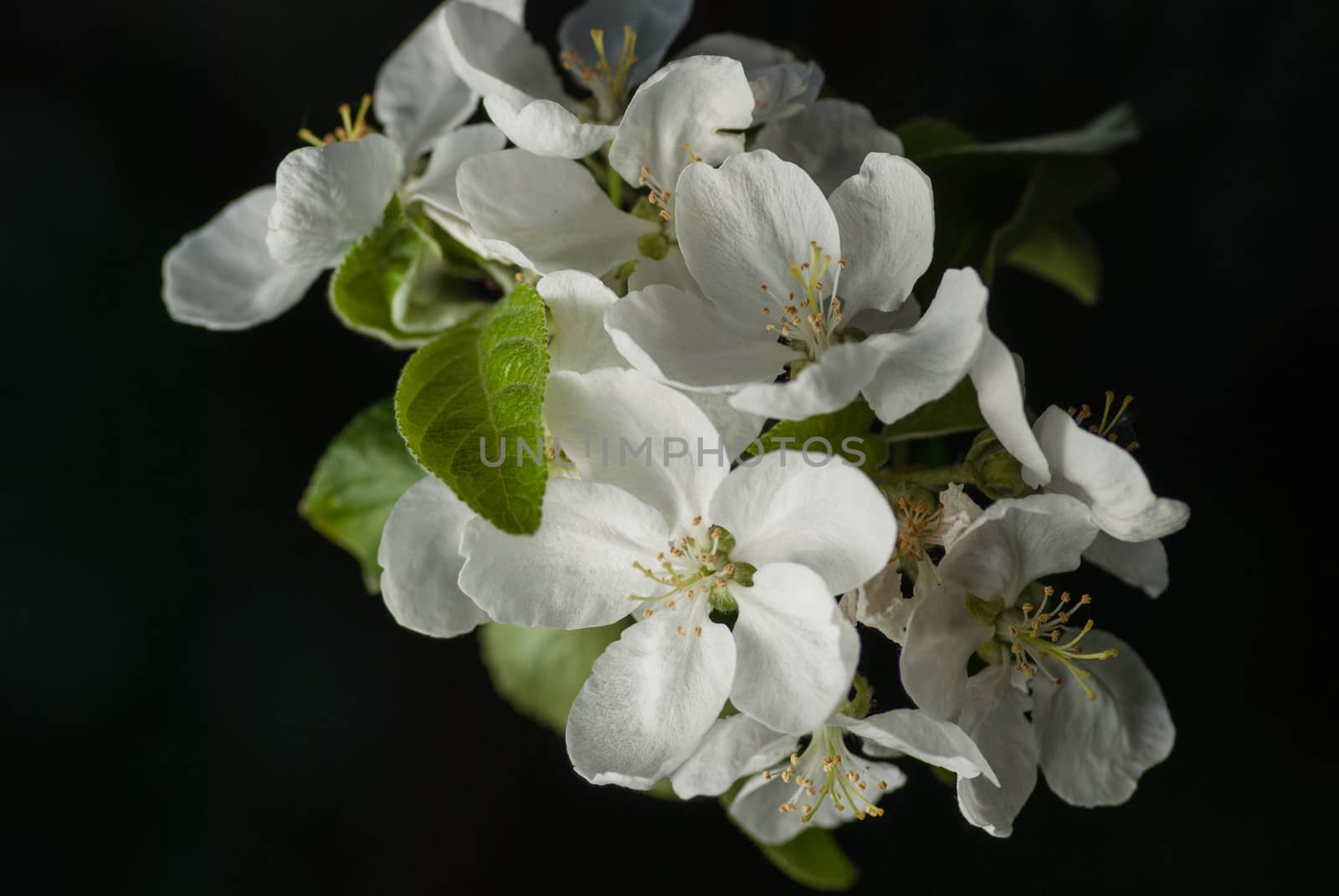 beautiful apple blossom tree on black background. 