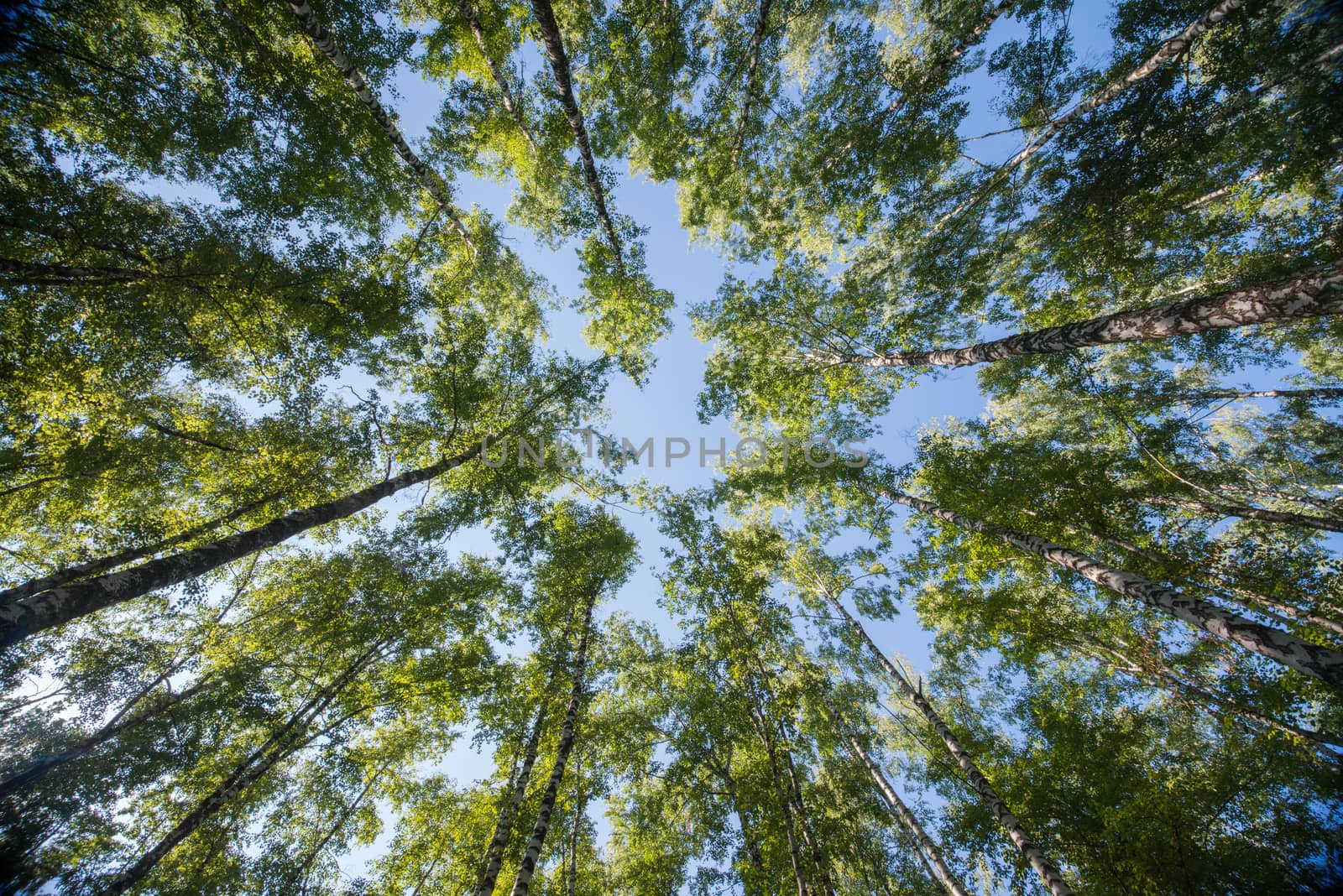 Looking up in Forest - Green Tree branches nature abstract background