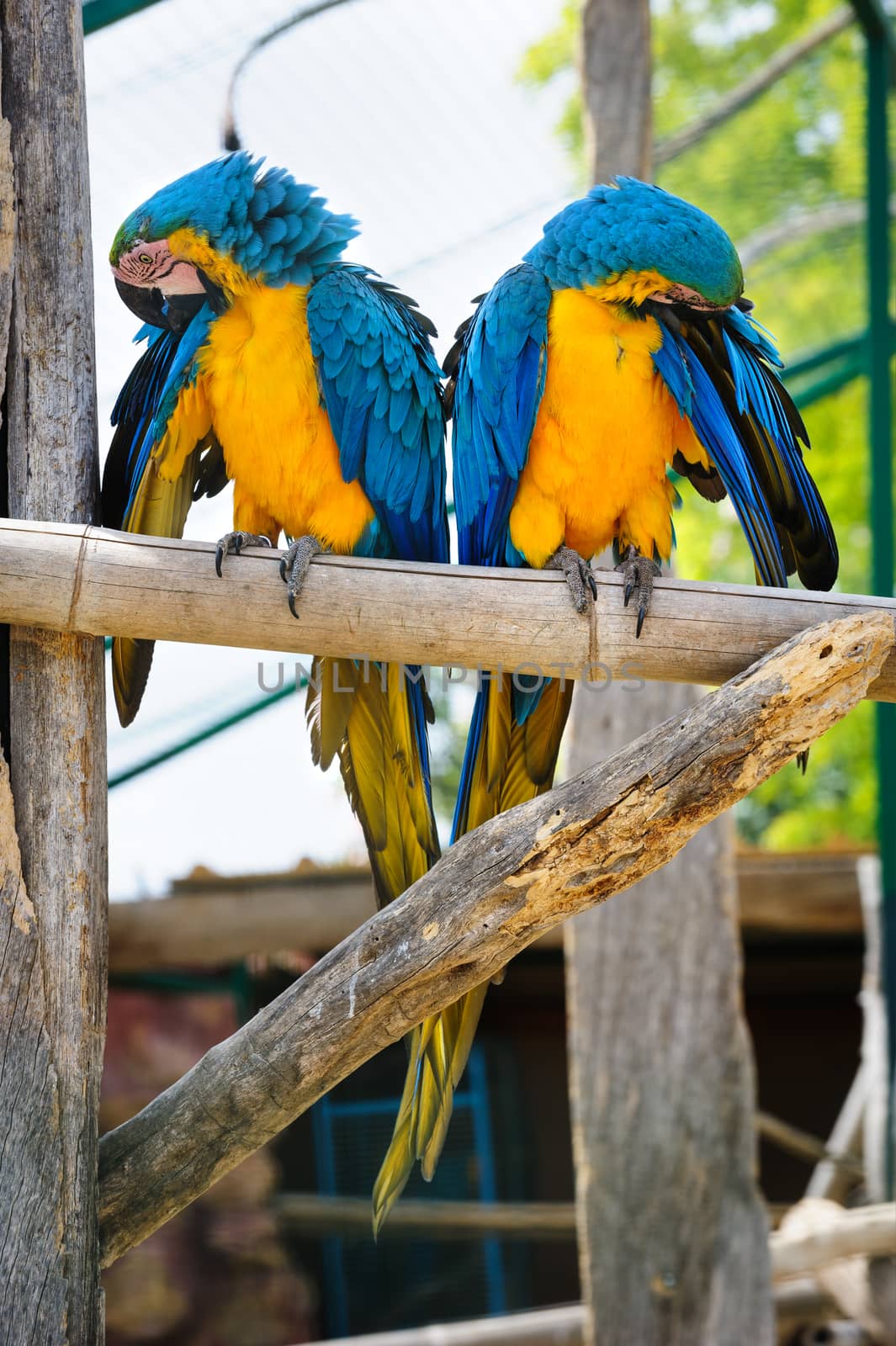 Two blue and yellow Macaw Parrots sitting together in zoo