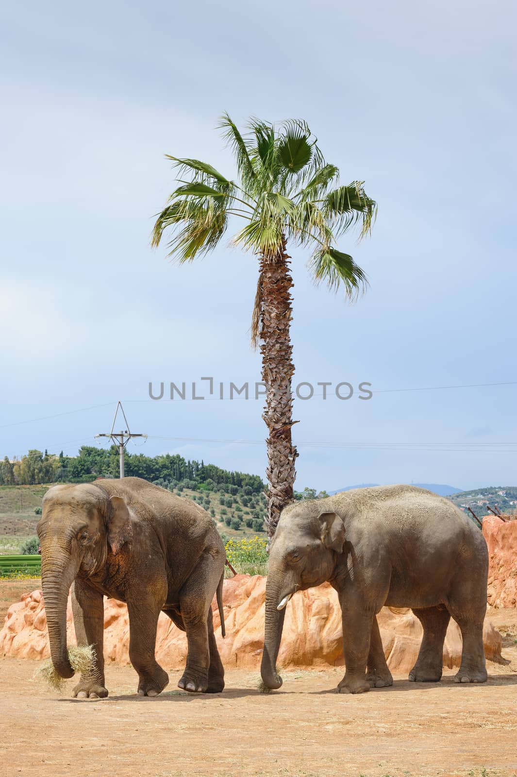 Two asian elephants in a zoo by starush