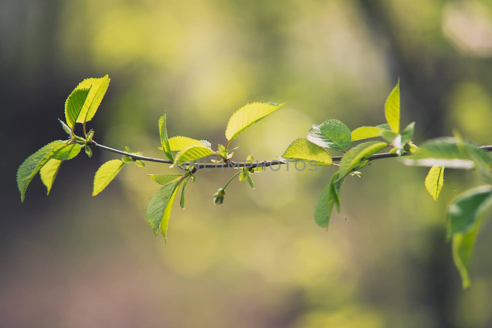 gentle cherry branch in white flowers blossom in  spring with green blurred background by skrotov